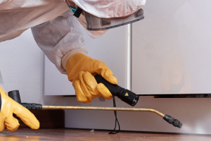 Messie Schädlingsbekämpfung Heidelberg